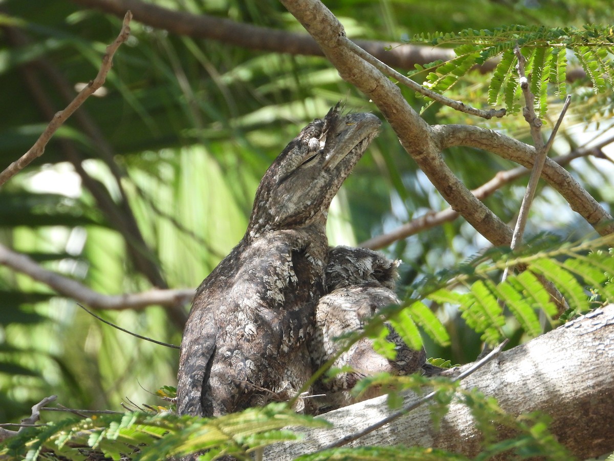 Papuan Frogmouth - ML646197619