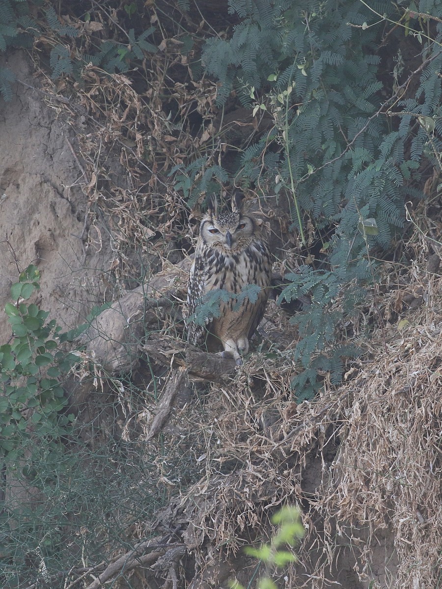 Rock Eagle-Owl - ML646197621