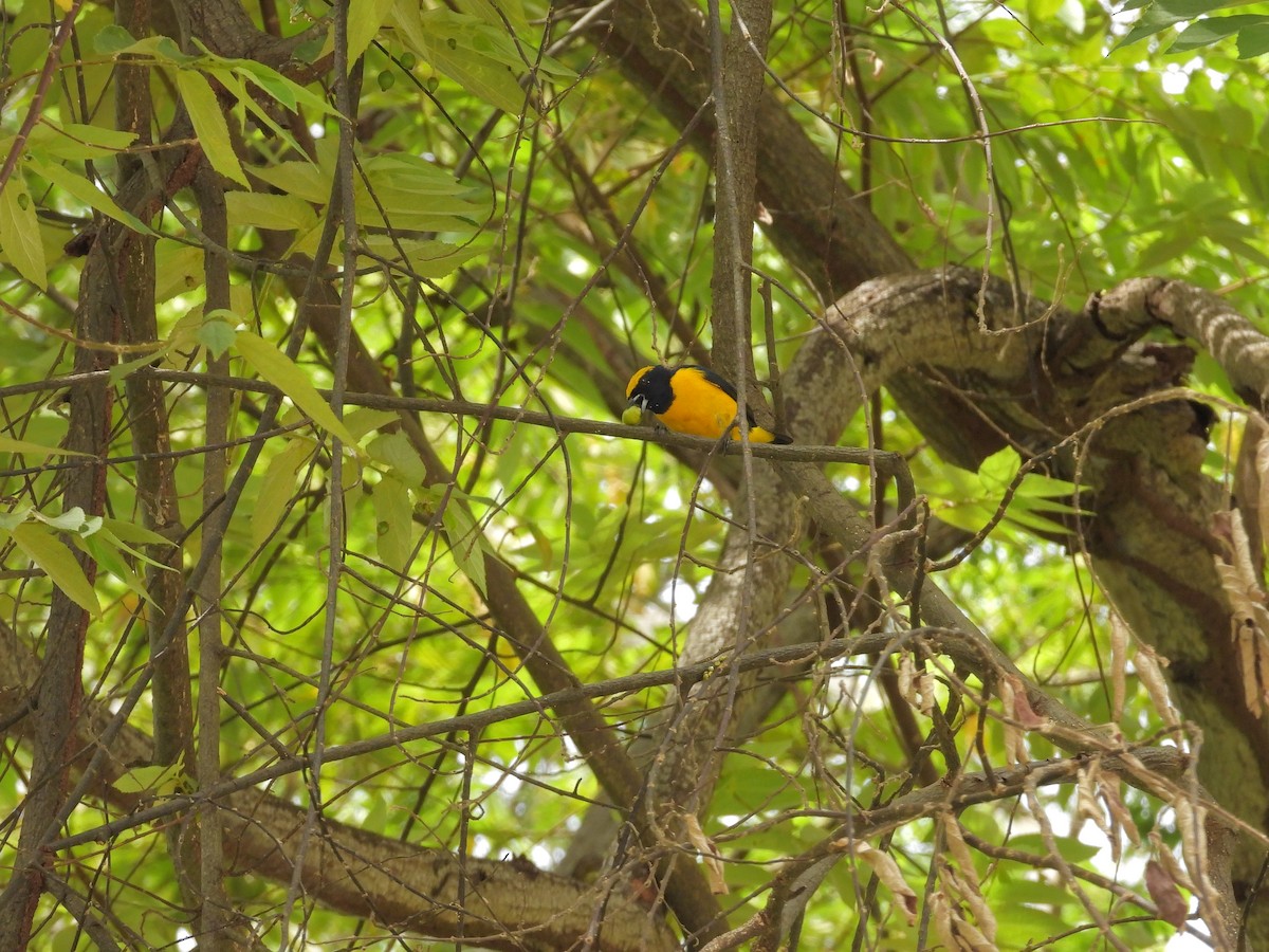 Yellow-crowned Euphonia - ML646197622