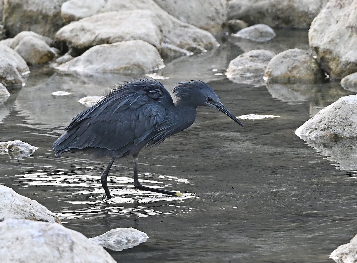 Black Heron - ML646197623