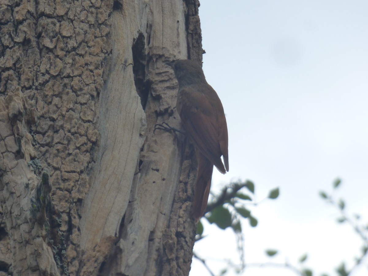 Olivaceous Woodcreeper - ML646197624