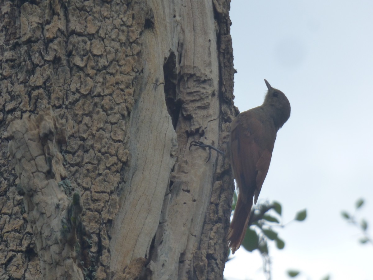 Olivaceous Woodcreeper - ML646197625