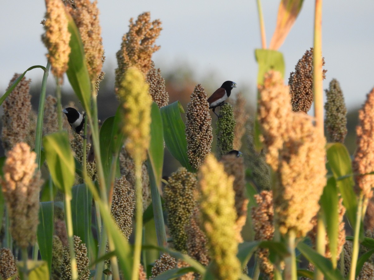 Tricolored Munia - ML646197626