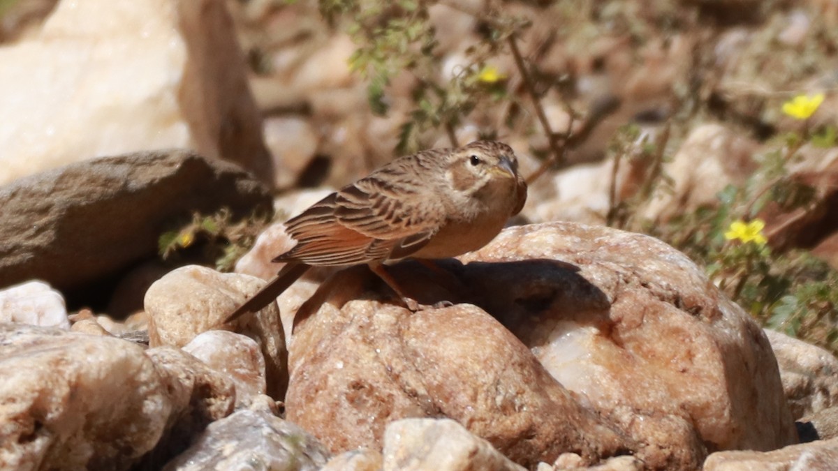 Lark-like Bunting - ML646197628