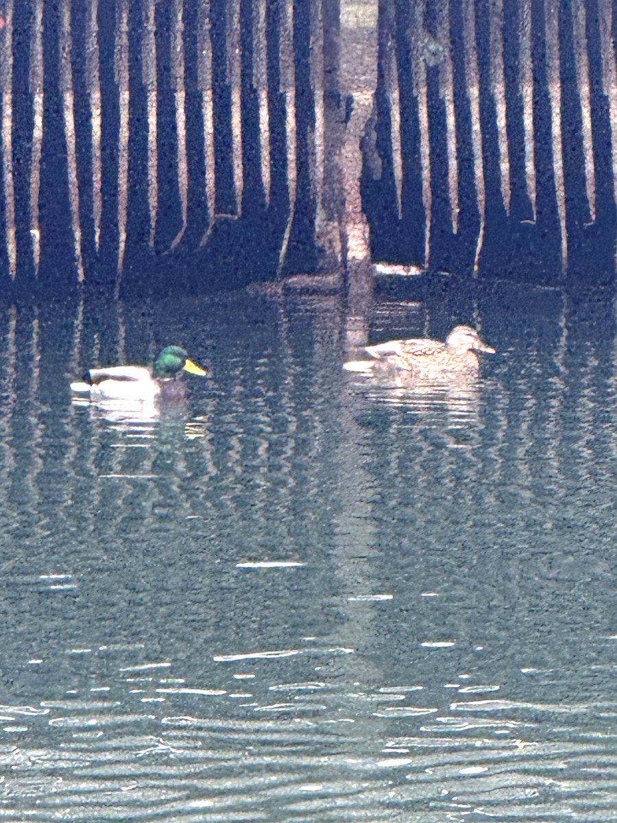 綠頭鴨 - ML646197629