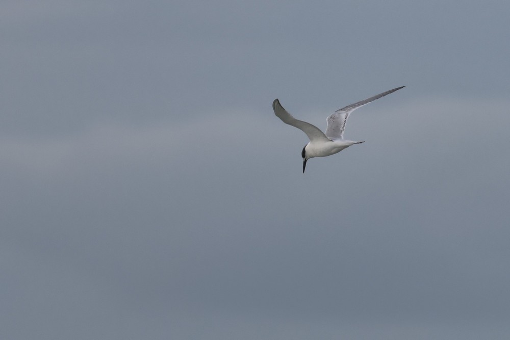 白嘴端燕鷗 - ML646197630