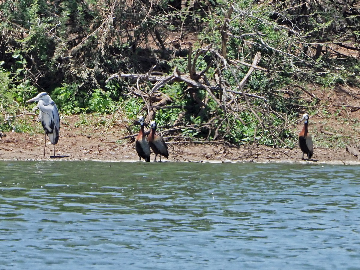 White-faced Whistling-Duck - ML646197633