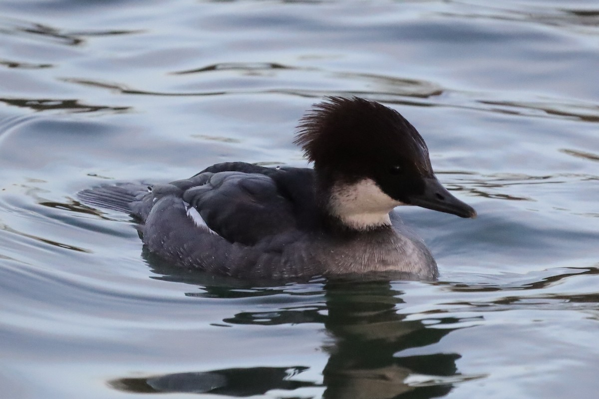 מרגון גמדי - ML646197638