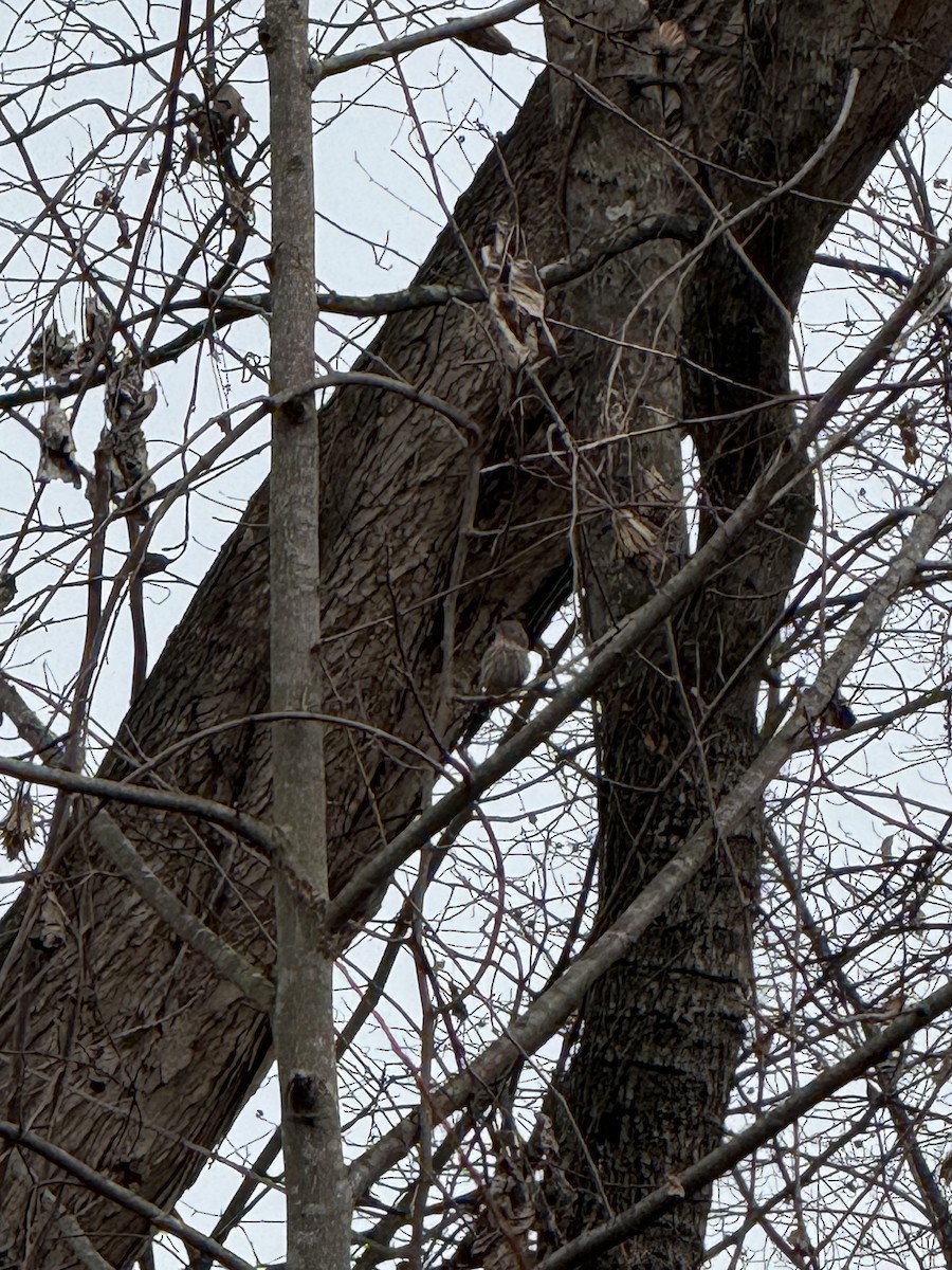 メキシコマシコ - ML646197640