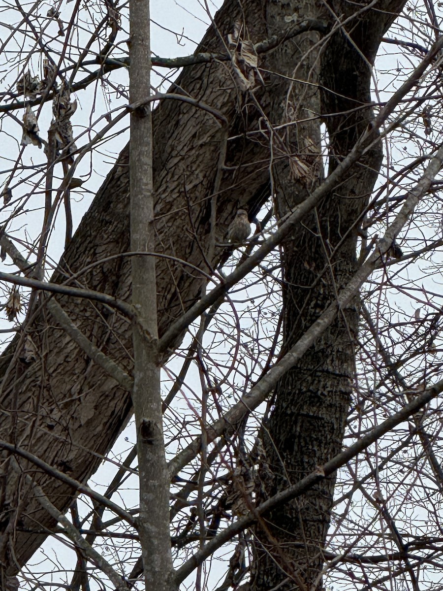 メキシコマシコ - ML646197641