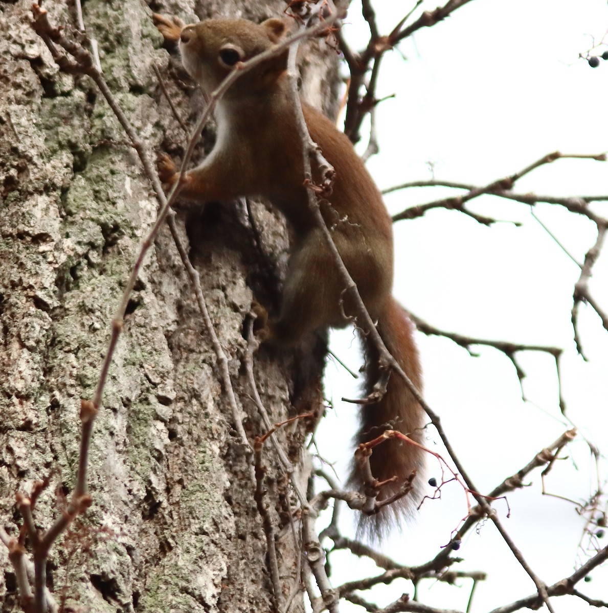 Animals - ML646197643