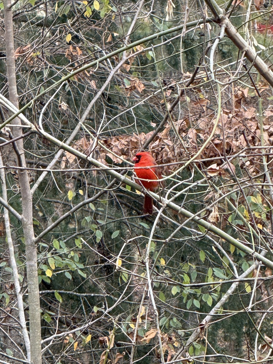 ショウジョウコウカンチョウ - ML646197644