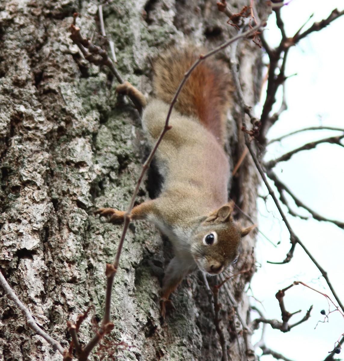 Animals - ML646197664