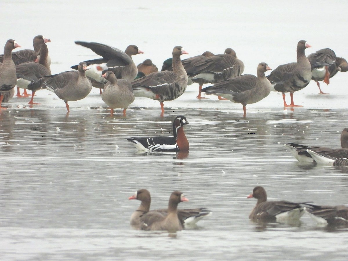 Red-breasted Goose - ML646197667