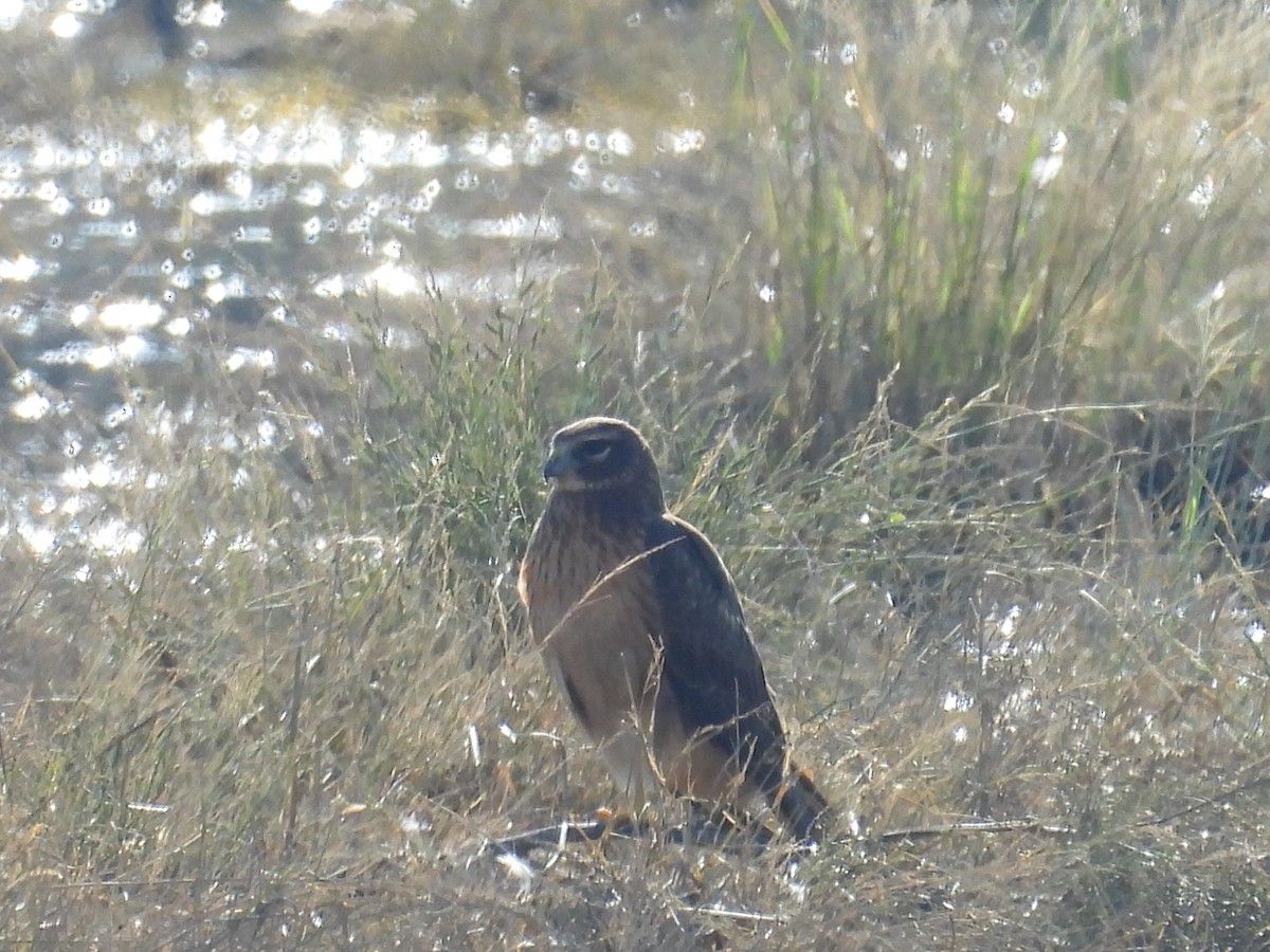 Northern Harrier - ML646197675