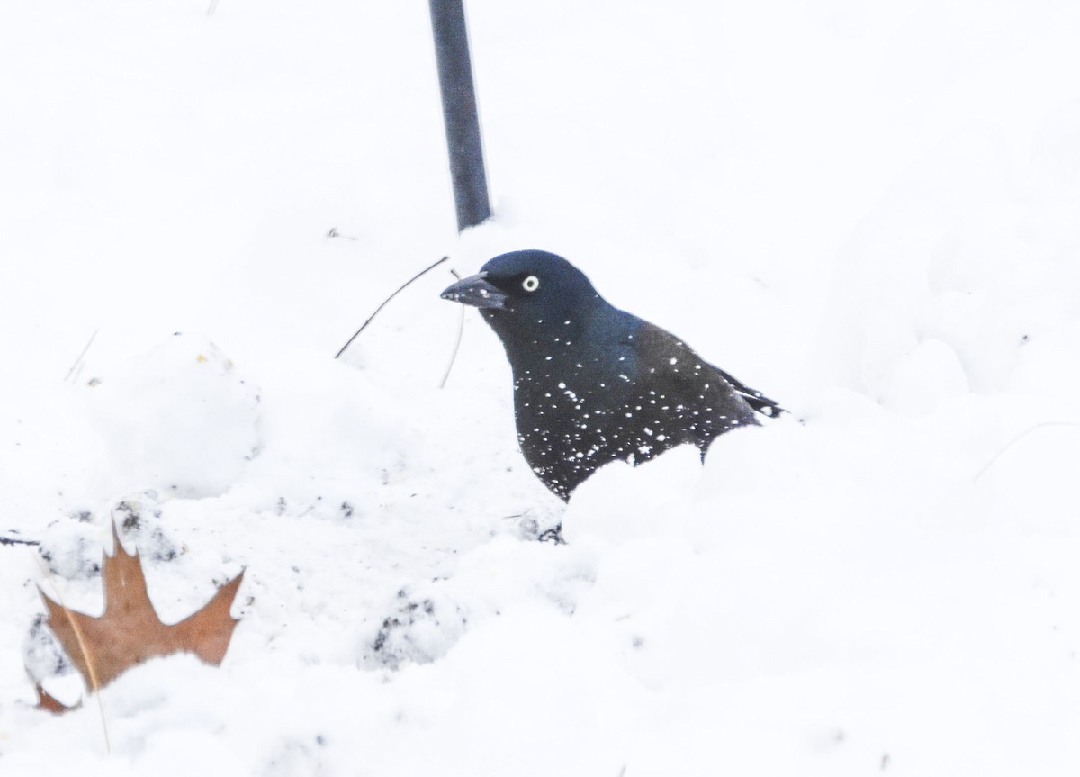 Common Grackle - ML646197686