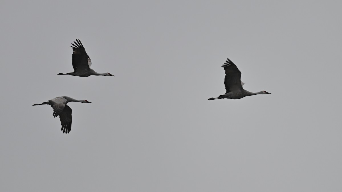 Sandhill Crane - ML646197689