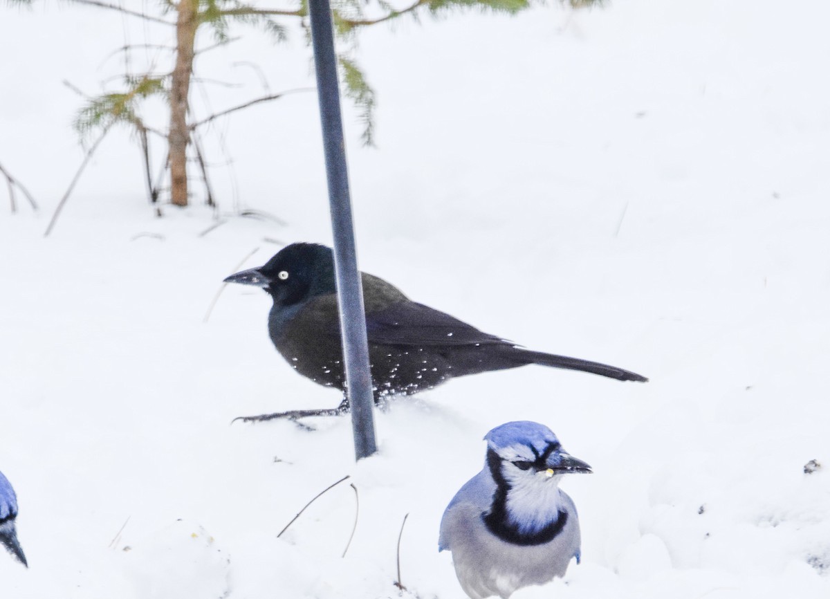 Common Grackle - ML646197690