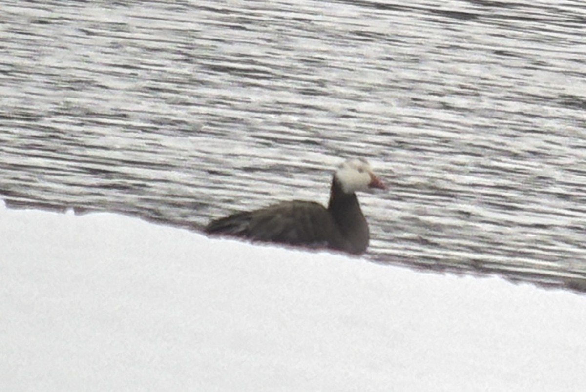 Snow Goose - ML646197697