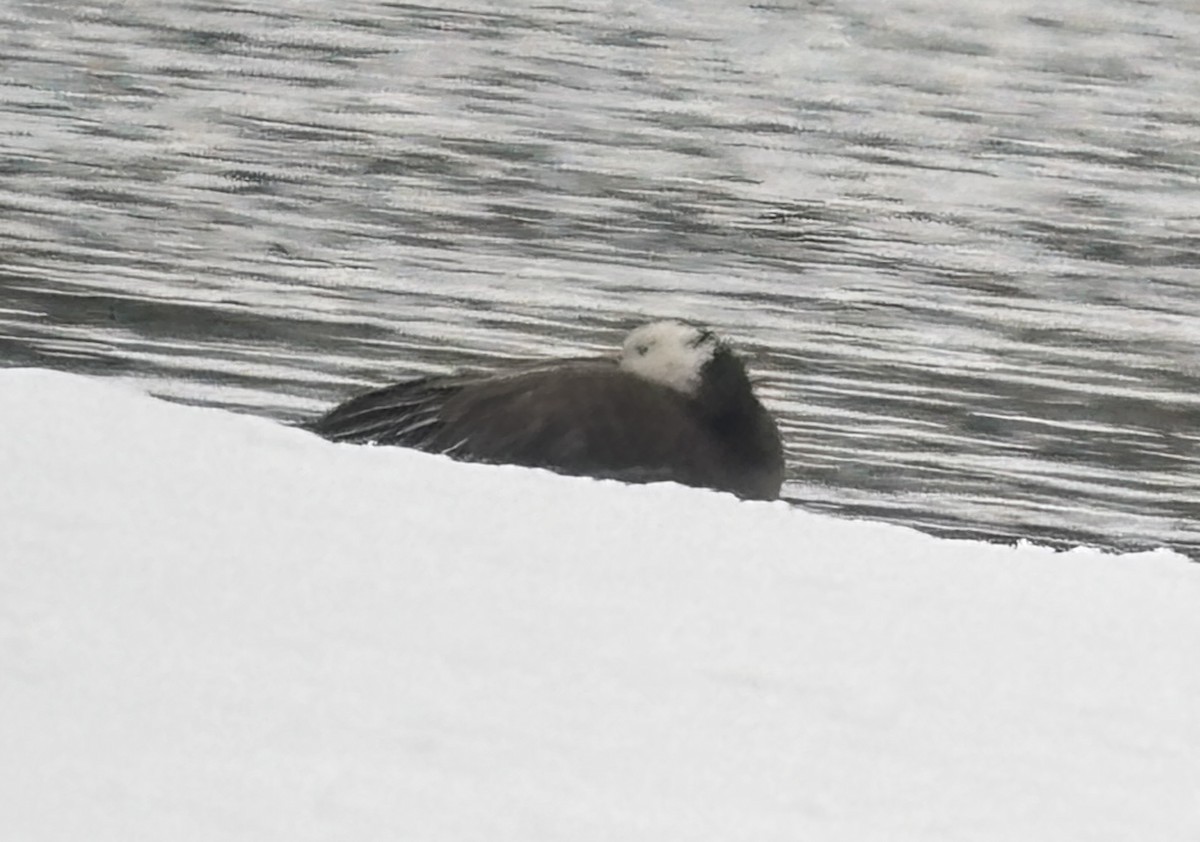 Snow Goose - ML646197698