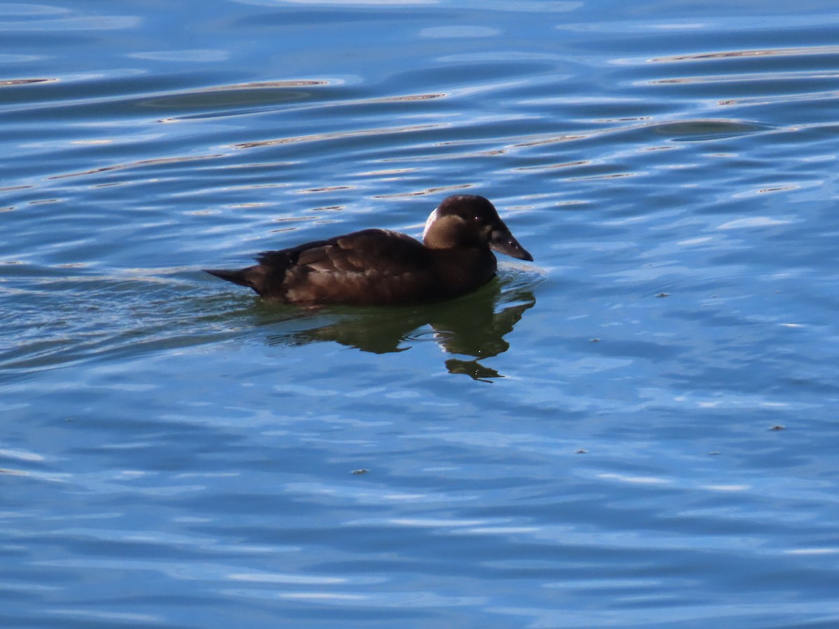 Surf Scoter - ML646197700
