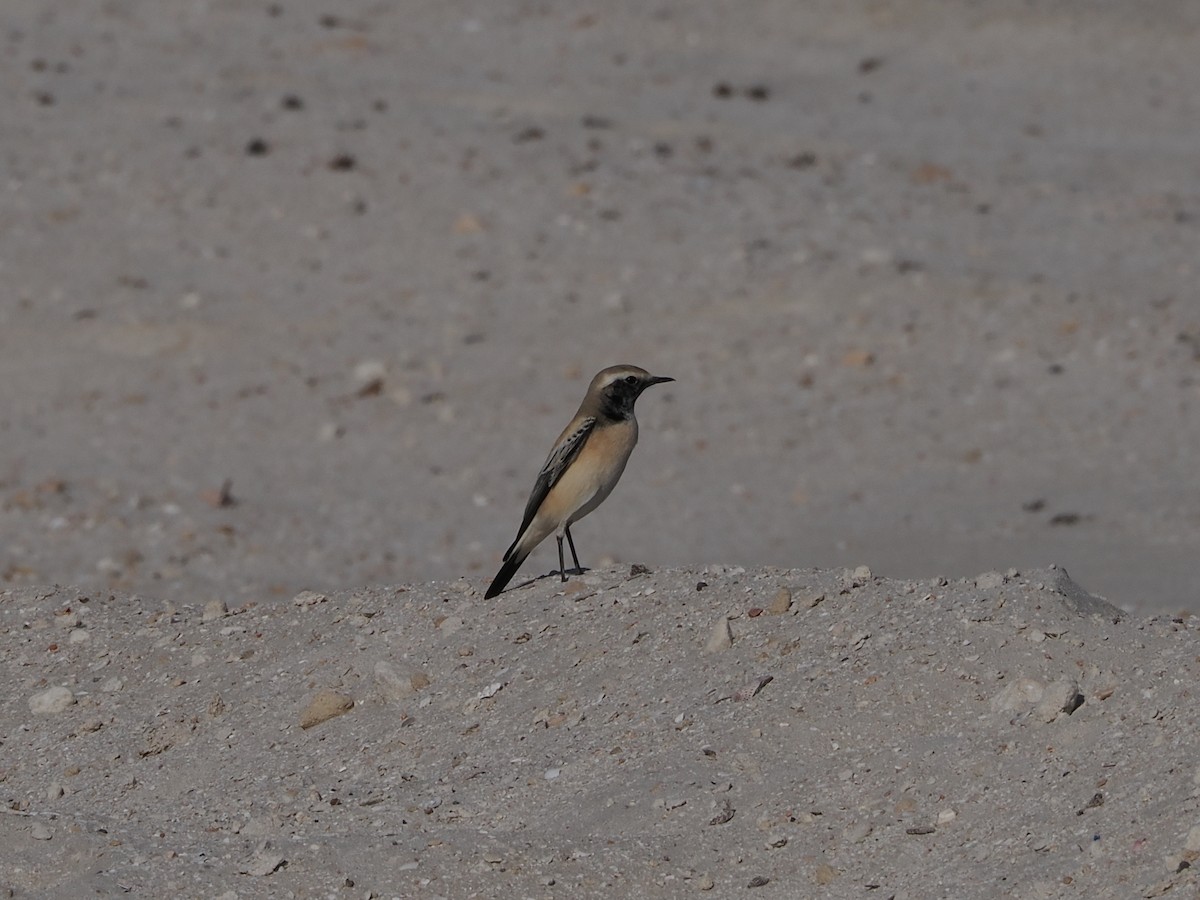 Desert Wheatear - ML646197701