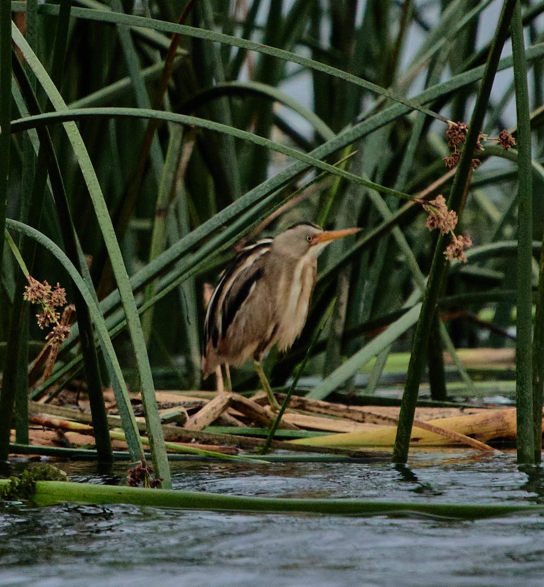 Stripe-backed Bittern - ML646197703