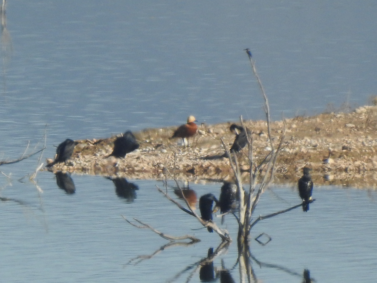 Ruddy Shelduck - ML646197704