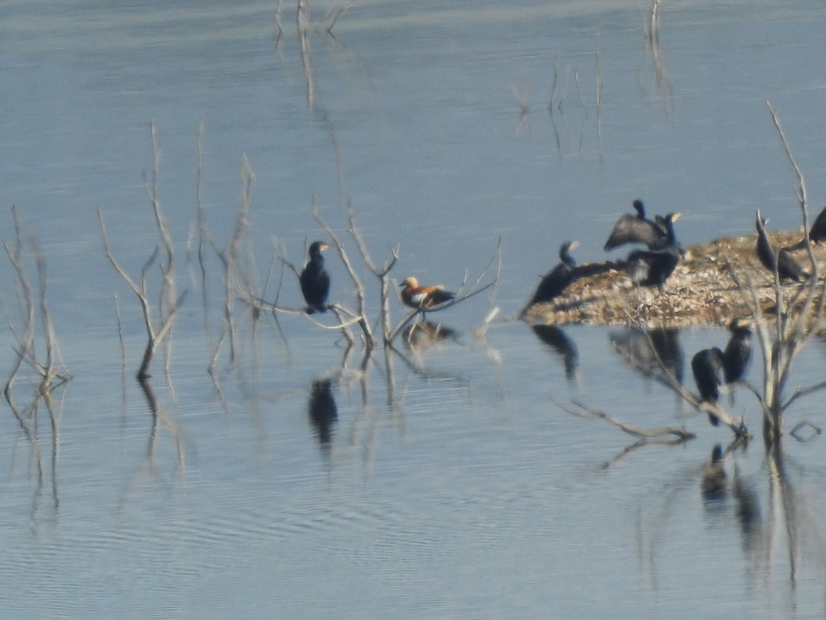 Ruddy Shelduck - ML646197705