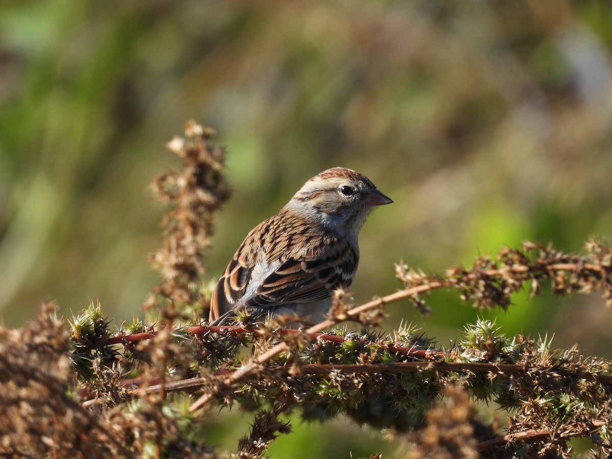 Chipping Sparrow - ML646197706