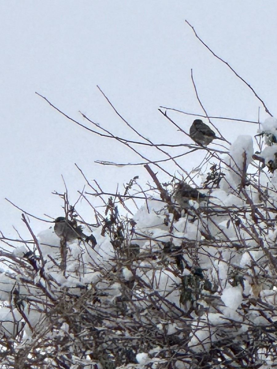 House Sparrow - ML646197707