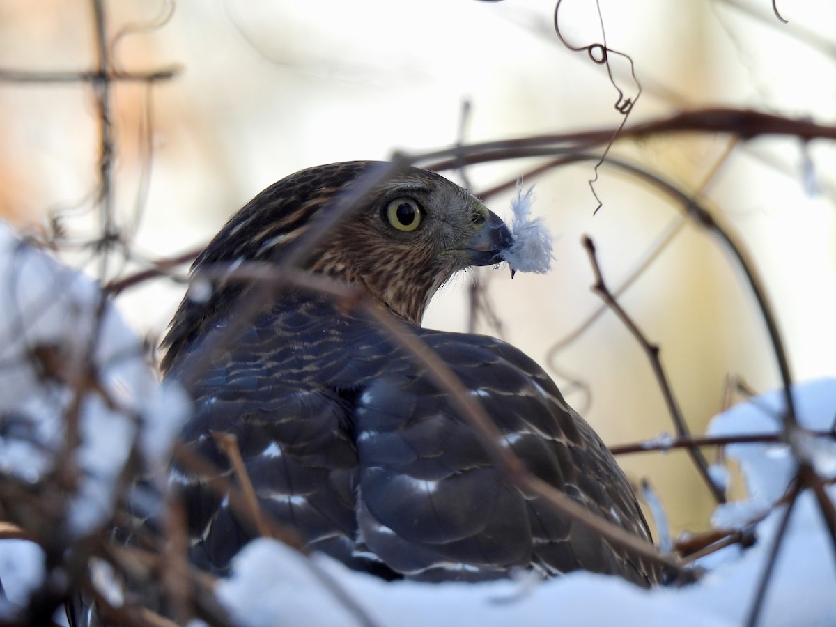 Cooper's Hawk - ML646197715