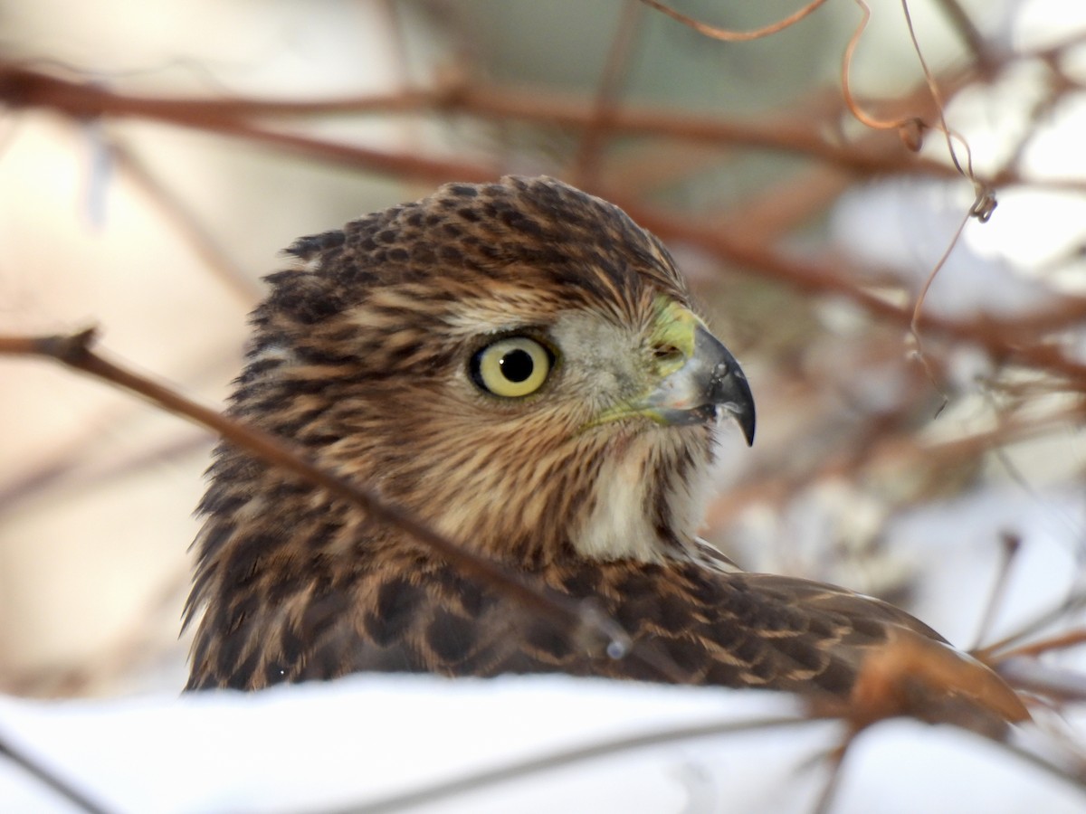 Cooper's Hawk - ML646197716