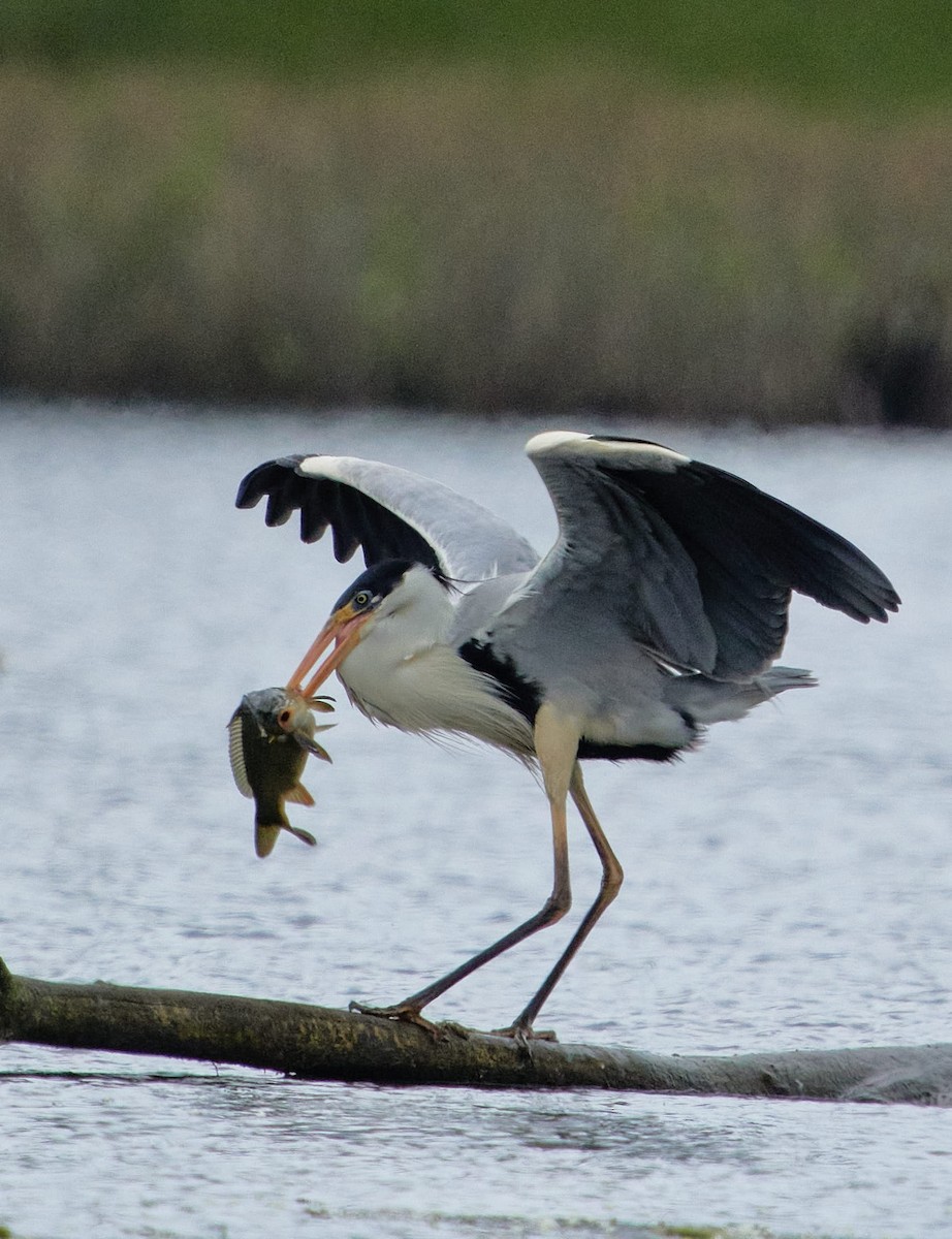 Cocoi Heron - ML646197720