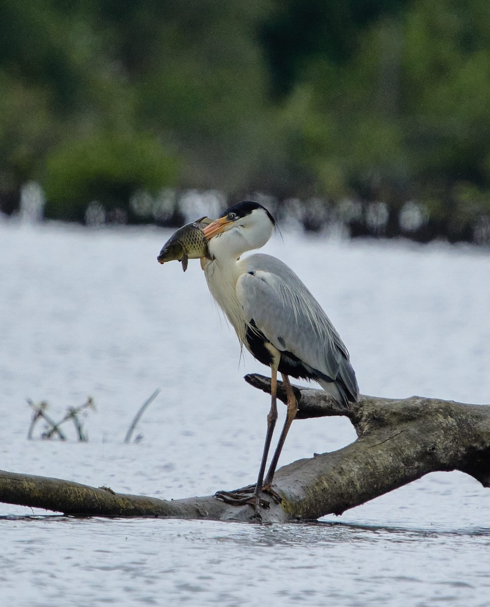 Cocoi Heron - ML646197721