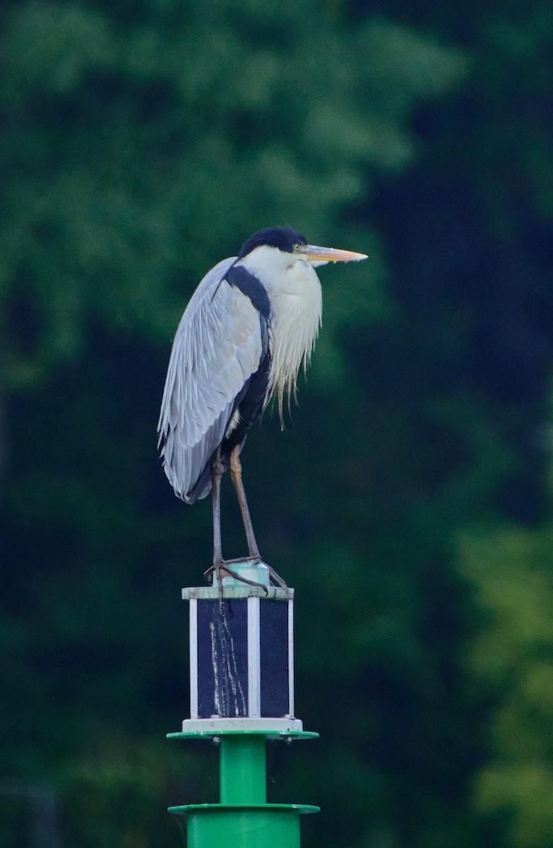 Cocoi Heron - ML646197722