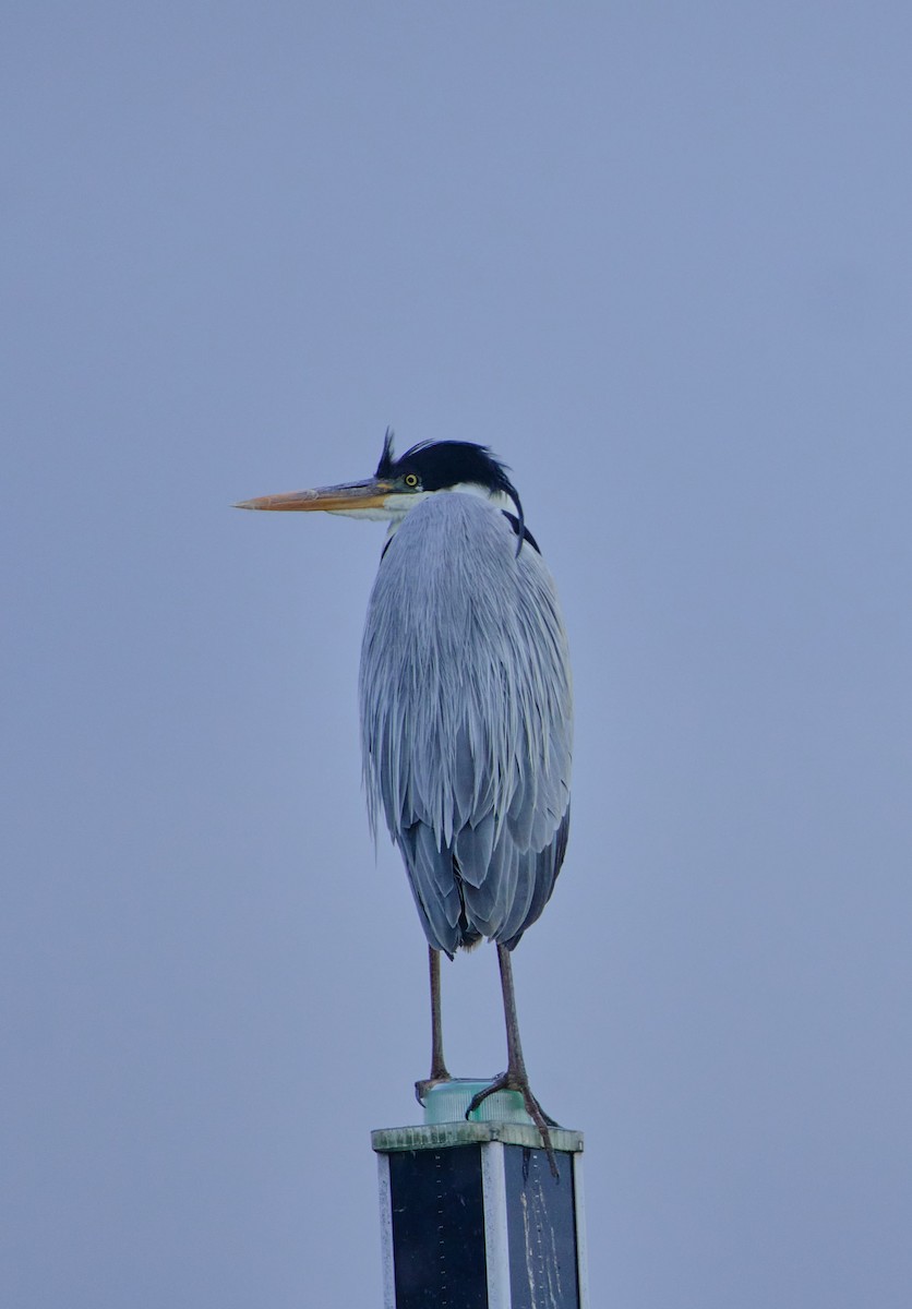 Cocoi Heron - ML646197723