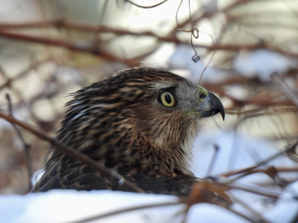 Cooper's Hawk - ML646197724