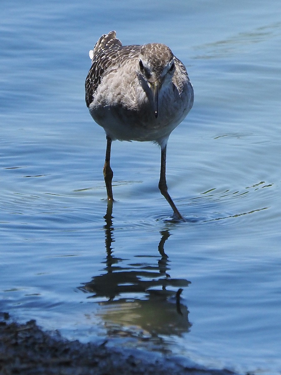 Wood Sandpiper - ML646197726