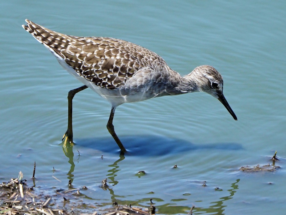 Wood Sandpiper - ML646197727