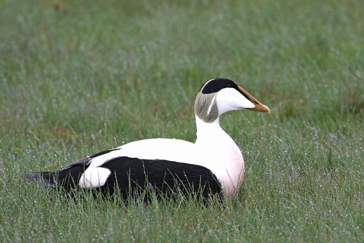 Common Eider - ML646197728