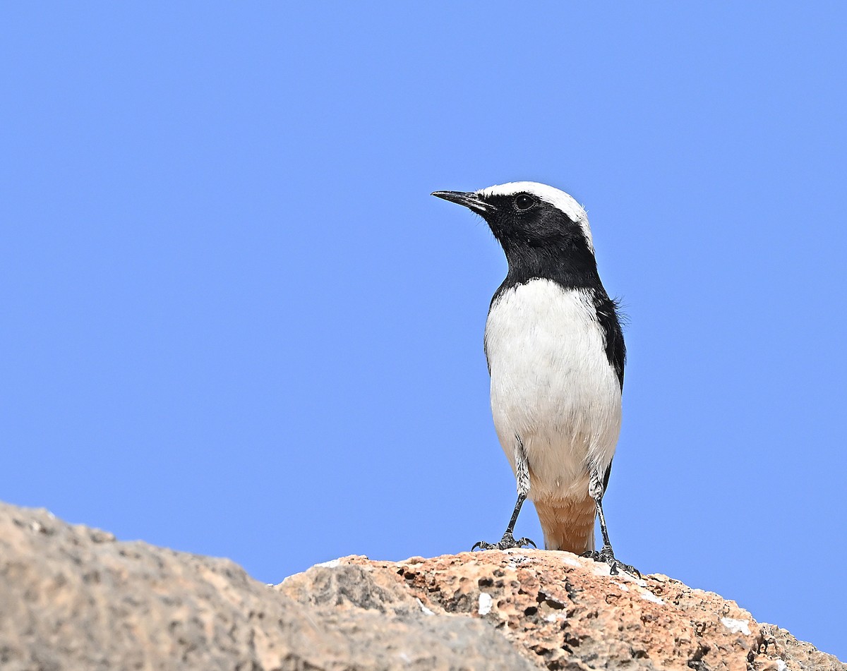 Arabian Wheatear - ML646197729