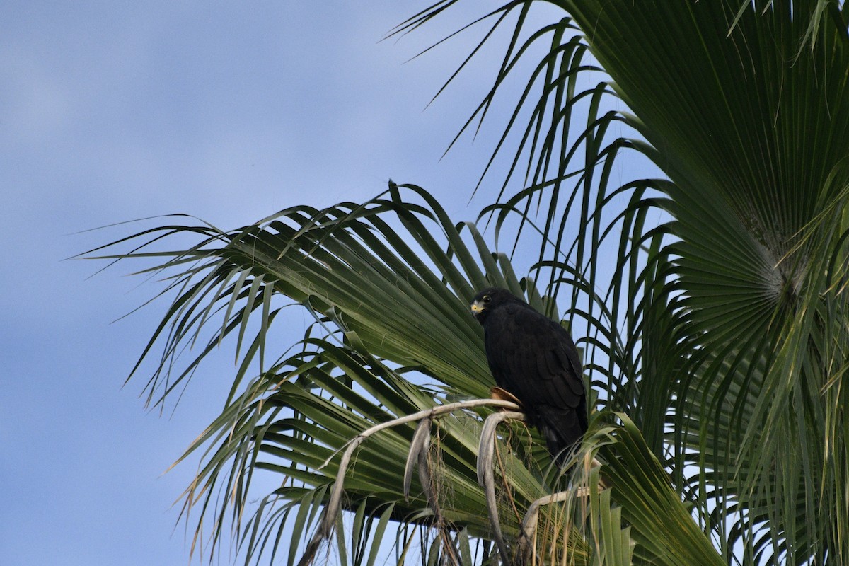 Zone-tailed Hawk - ML646197730