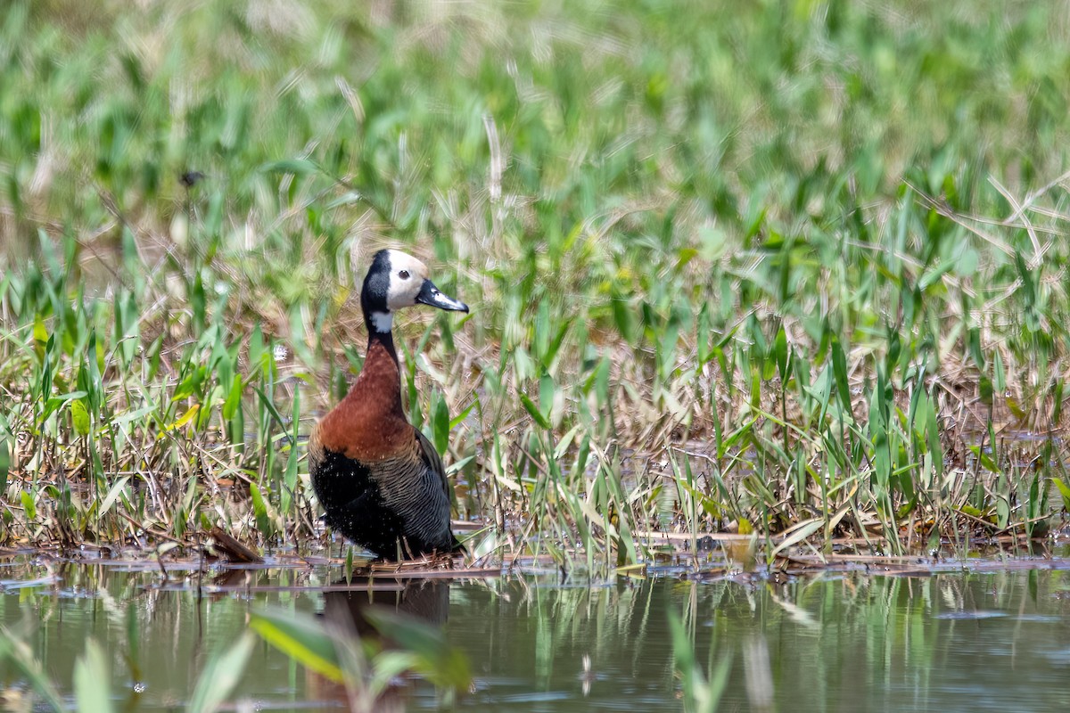 White-faced Whistling-Duck - ML646197731