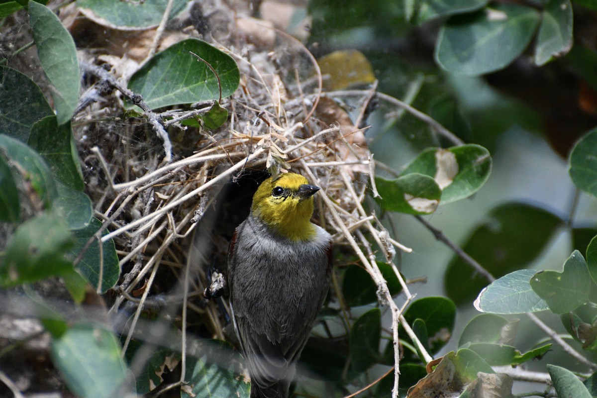 Verdin - ML646197732