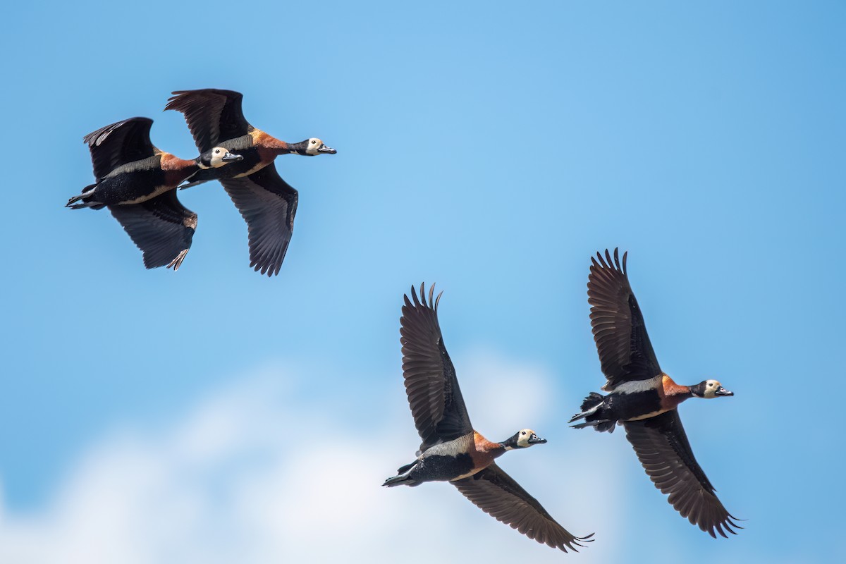 White-faced Whistling-Duck - ML646197733
