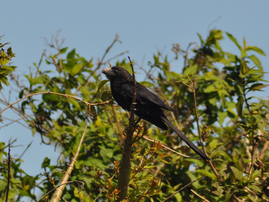 Smooth-billed Ani - ML646197736
