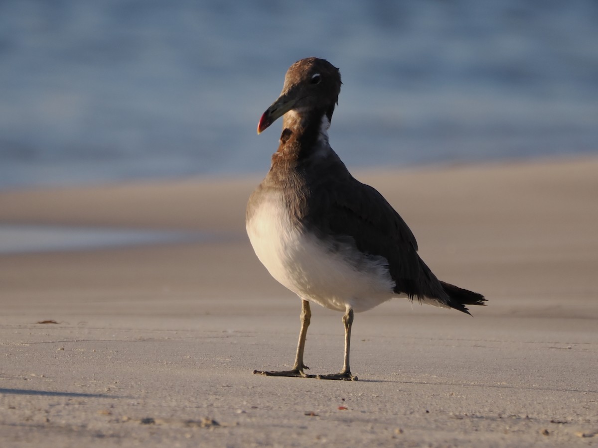 Sooty Gull - ML646197737