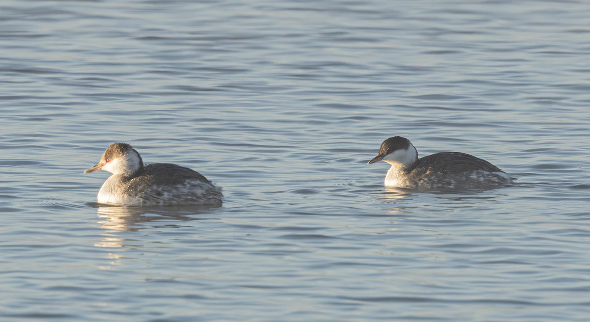 Horned Grebe - ML646197740