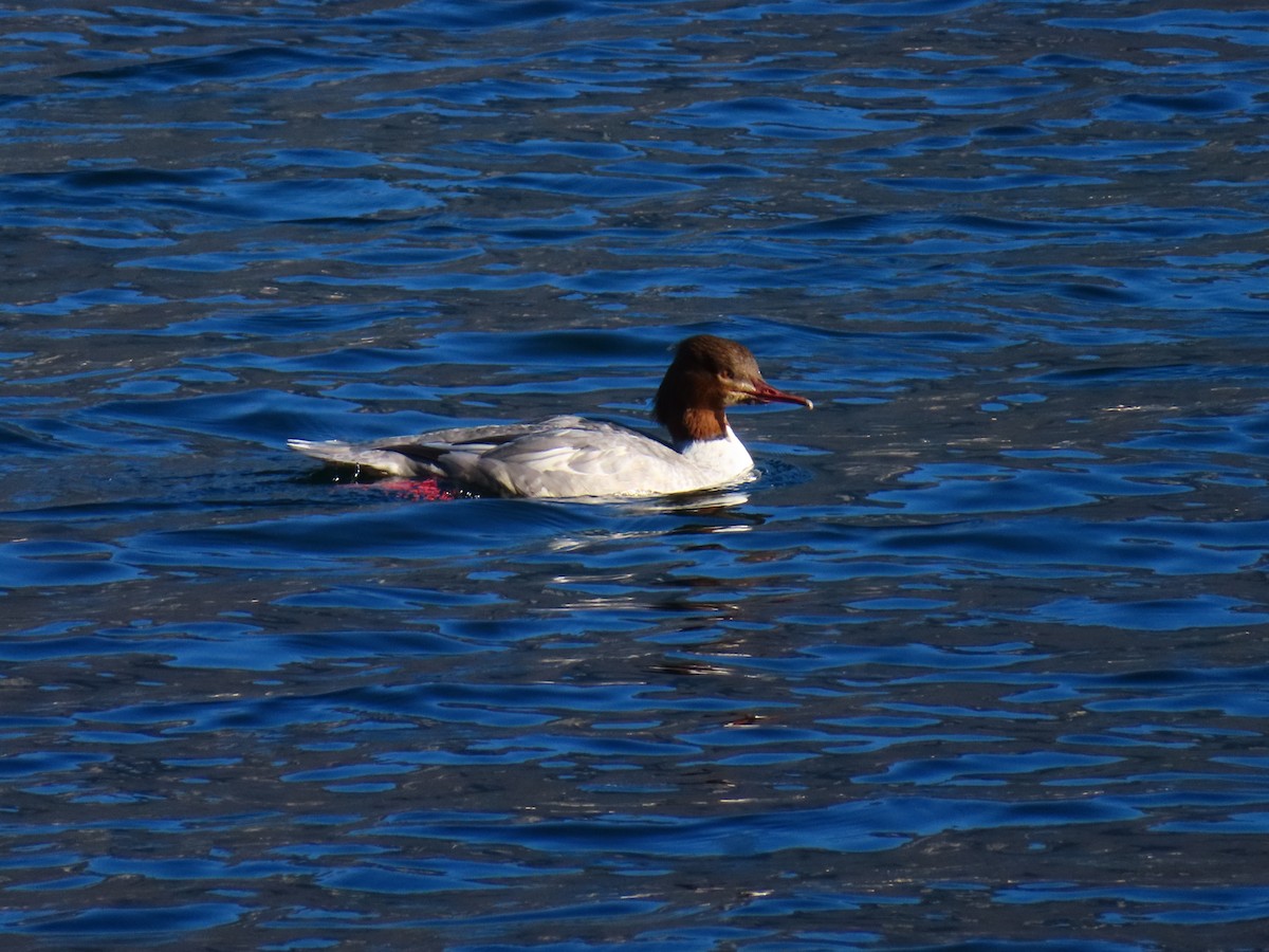 Common Merganser - ML646197741
